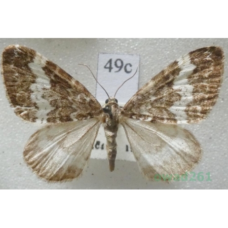 Perizoma affinitata (Stephens, 1831) Czech49c
